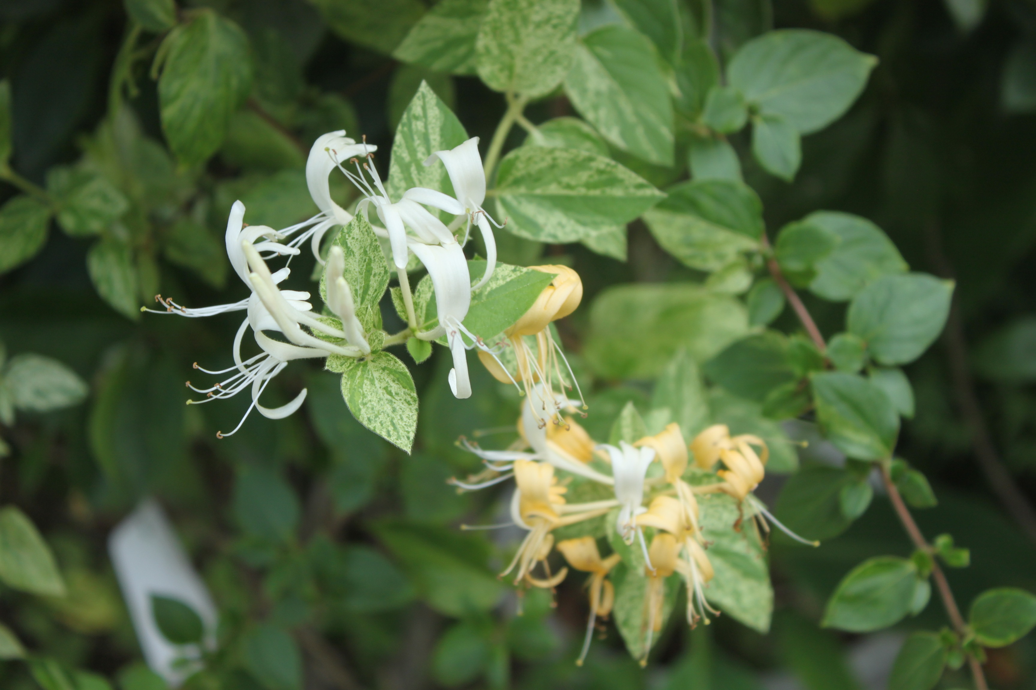 ニンドウ 忍冬 各地からのお知らせ 理想の植木を見つけに行こう 日本列島植木植物園ウェブサイト