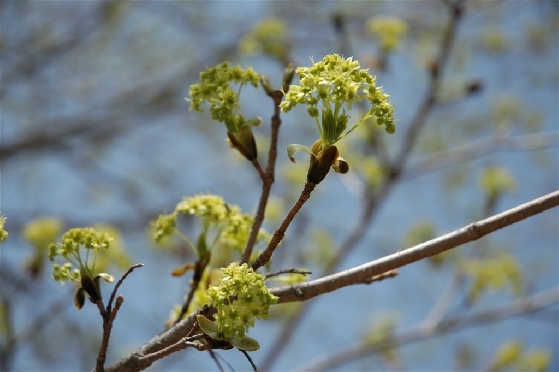 イタヤカエデの花 各地からのお知らせ 理想の植木を見つけに行こう 日本列島植木植物園ウェブサイト