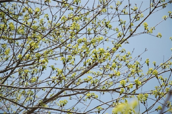 イタヤカエデの花 各地からのお知らせ 理想の植木を見つけに行こう 日本列島植木植物園ウェブサイト