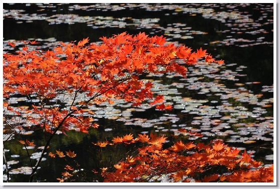 20061022185751de907cf5A.jpg