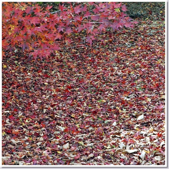 20061106193037de907cf5D.jpg