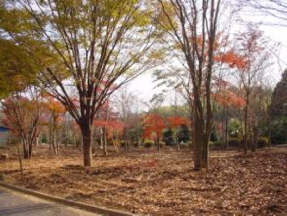 20041130113333dae2b762C.jpg