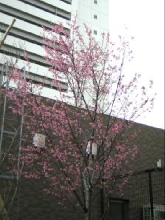 20050326104811dae2b762A.jpg
