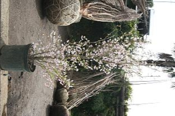 20060406151410dae2b762A.jpg