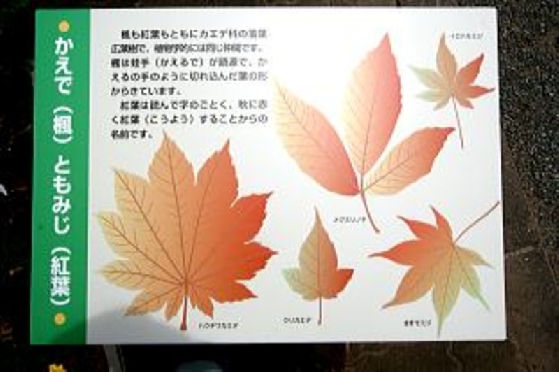 20060729110349dae2b762D.jpg