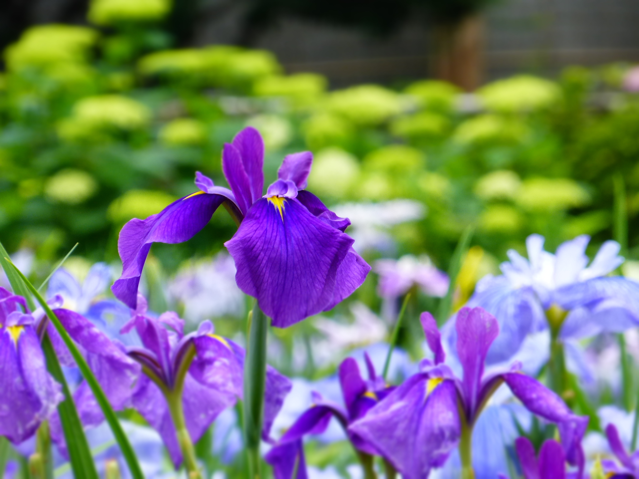 染谷花しょうぶ園