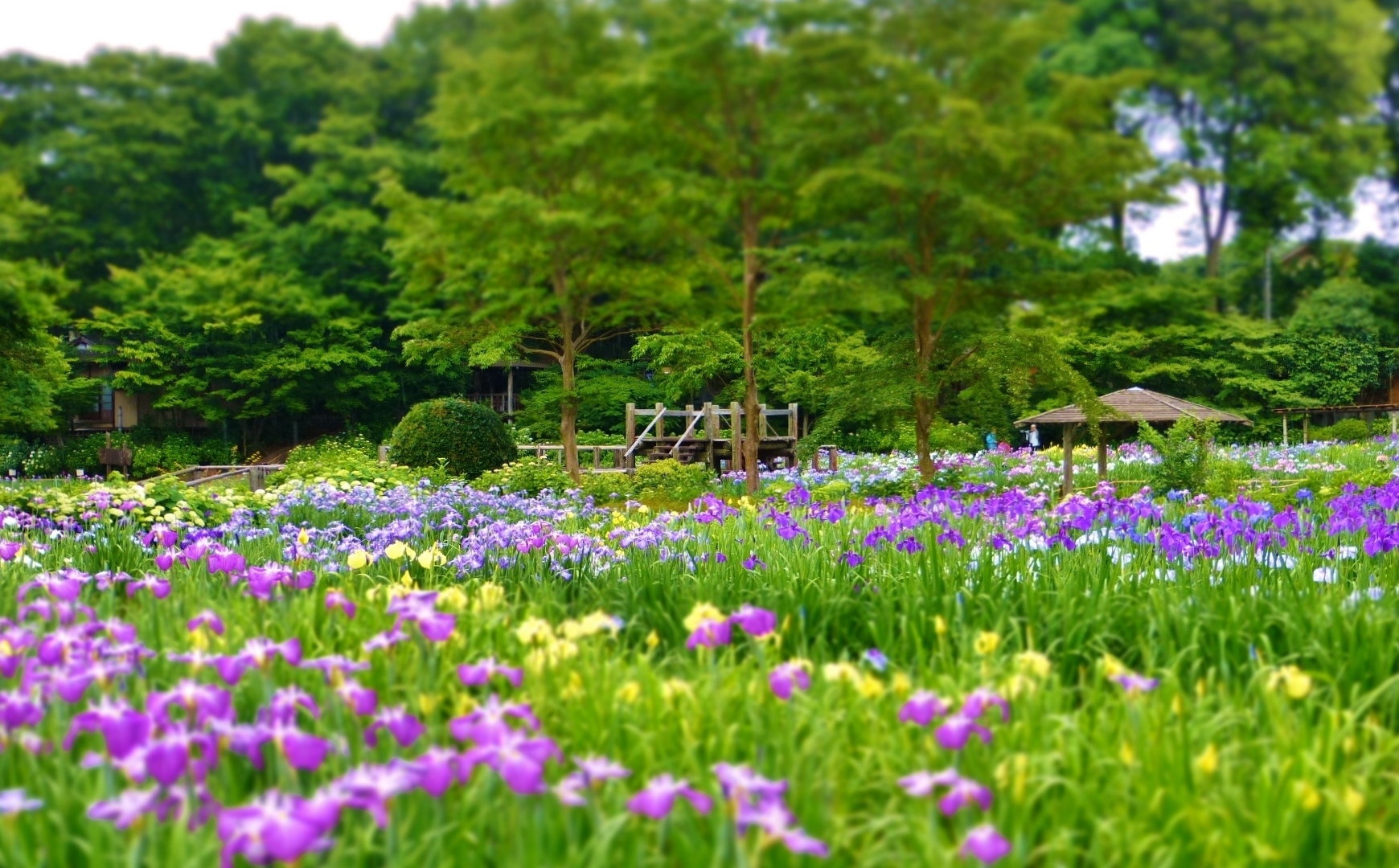 染谷花しょうぶ園