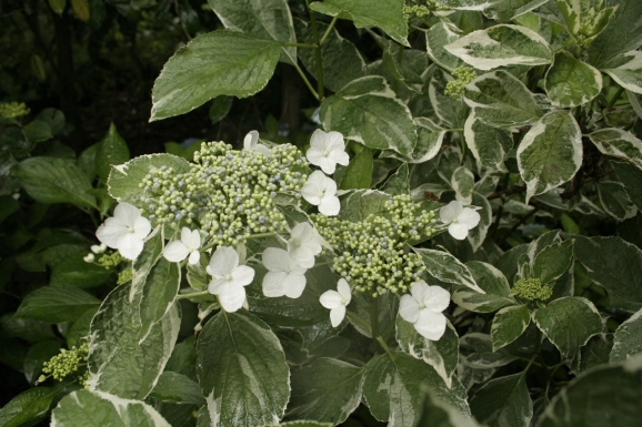 ގގʎ_ϩ_Hydrangea macrophylla Koijigahama