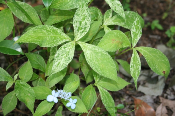 ֎ݎ_ͽ_Hydrangea serrata Iyokansetsu