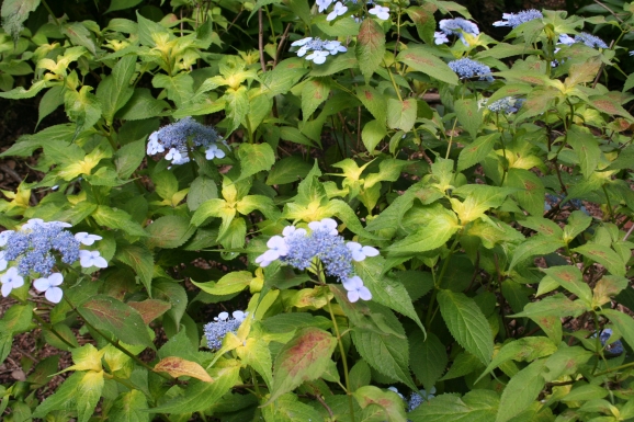 __Hydrangea serrata Oukan