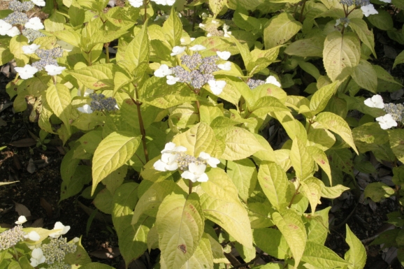 ގَÎގݎݎ׎_Hydrangea serrata Golden Sunlight