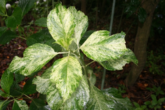 ʎ__Hydrangea macrophylla Hatsushimo