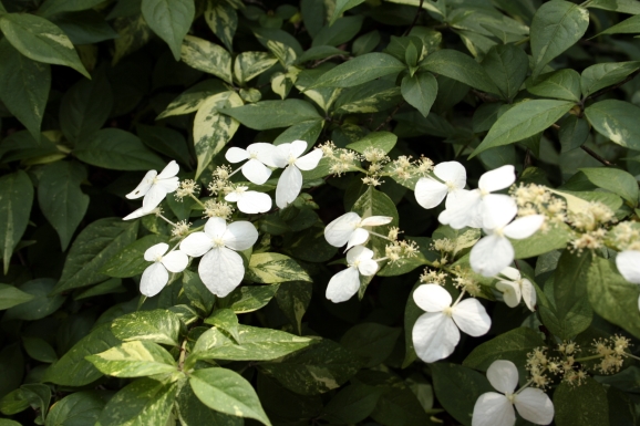 ̎؎ݎÎ؎_Hydrangea scandens