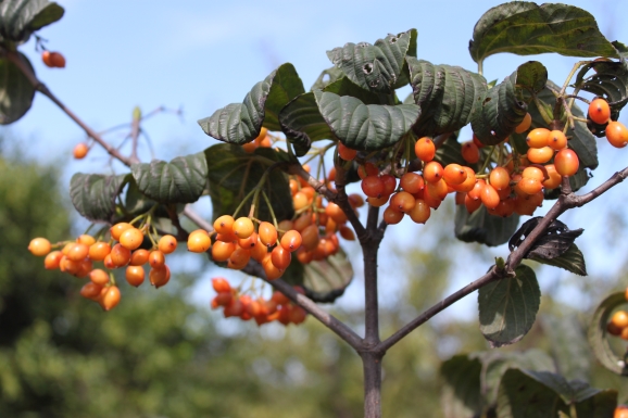 ե󥬥ޥ?? Viburnum setigerum