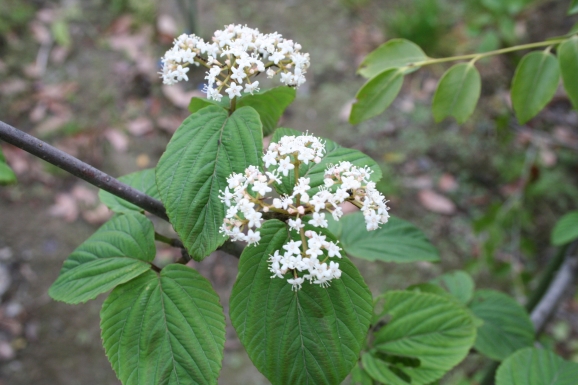 ե󥬥ޥ?? Viburnum setigerum