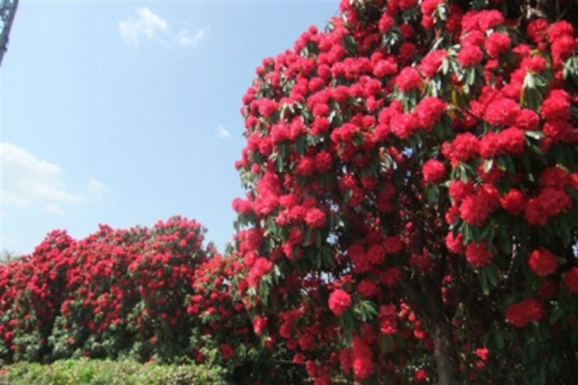 青花系 一般社団法人日本植木協会