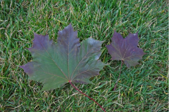 Acer platanoides 'Crimson King'Υ륦ǡƥॽ 󥰡ǡ