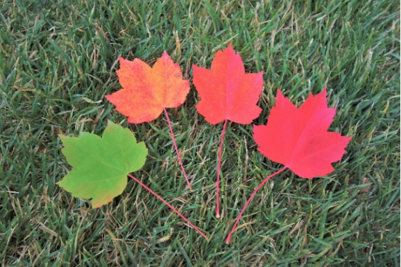 Acer rubrum 'Brandywine' ٥˥ǡƥ֥ǥ磻