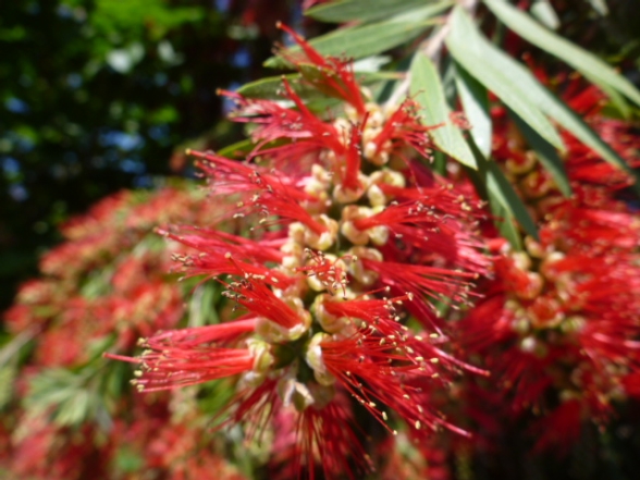 ֥饷ΥCallistemon speciosus