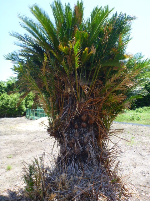 ƥġCycas revoluta