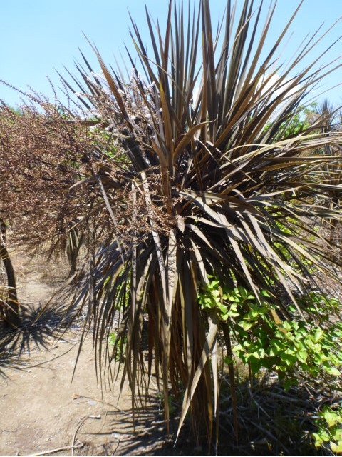 ˥ƥȥץץ쥢ǡCordyline australis `Atropurpurea