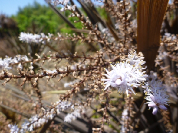 ˥ƥȥץץ쥢ǡCordyline australis `Atropurpurea