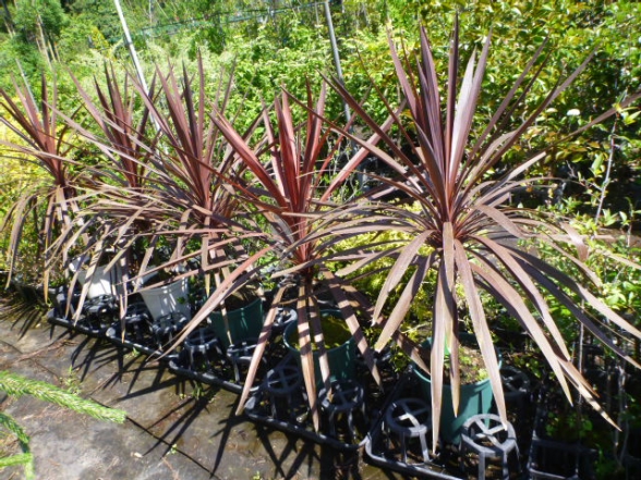 ˥ƥå  Cordyline australis `Red Star