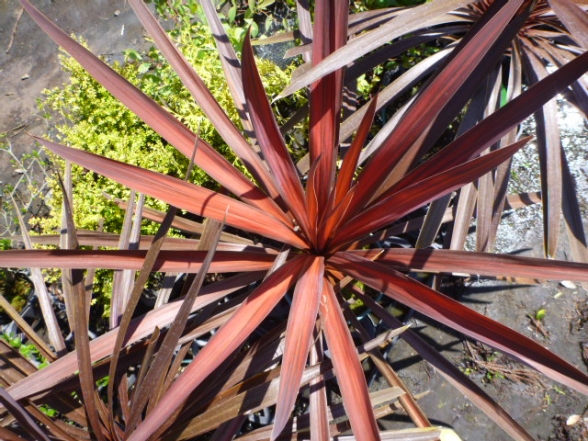 ˥ƥå  Cordyline australis `Red Star