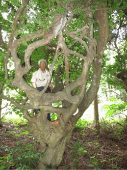 Taxus cuspidata