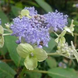タマアジサイ‘緑花’ タマアジサイ‘緑花’