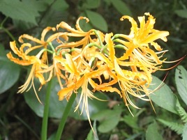 �ꥳ�ꥹ�������쥢