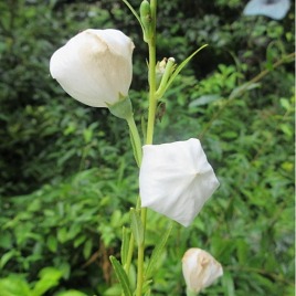 白小町 白小町