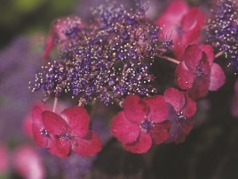 丸弁紅額 丸弁紅額