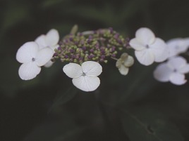 萌黄 萌黄