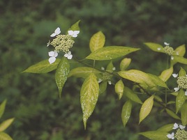 黄金駿河 黄金駿河